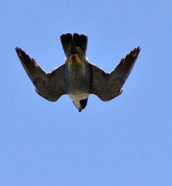 Photo d'un faucon plerin